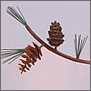 Pine Cone Art